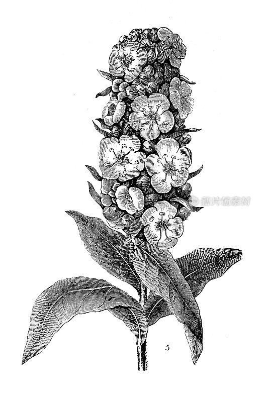 古董雕刻插图:Verbascum thapsus, great mullein